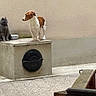 Venus a rejoint le concours — aidez-le/la à gagner de superbes lots ! dog, cat, concrete, bowl, outdoor, animal, pet, gray_cat, brown_and_white_dog, wall, pavement, curious, sitting, platform, quiet, urban, fence, resting, companions, daylight