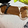 dog, brown_and_white, harness, bed, striped_bedspread, green_blanket, plaid_cloth, wooden_floor, pet, lying_down, looking_back, indoor, canine, fur, paws, resting, animal, domestic, sleep_area, blurred_motion