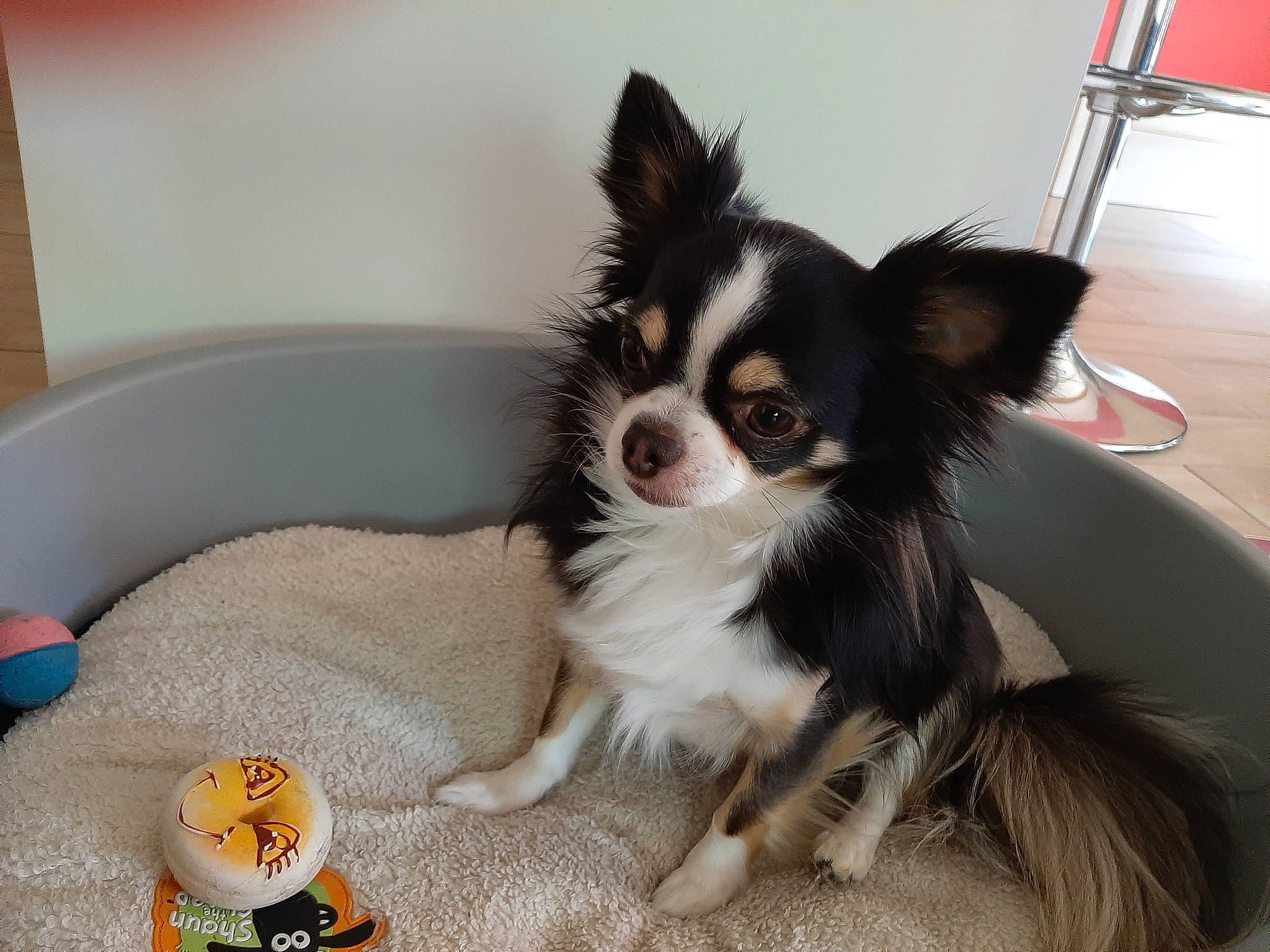 Tweety a rejoint le concours — aidez-le/la à gagner de superbes lots ! canidae, carnivore, chihuahua, companion_dog, dog, dog_breed, mammal, papillon, puppy, snout, sporting_group, toy_dog, vertebrate