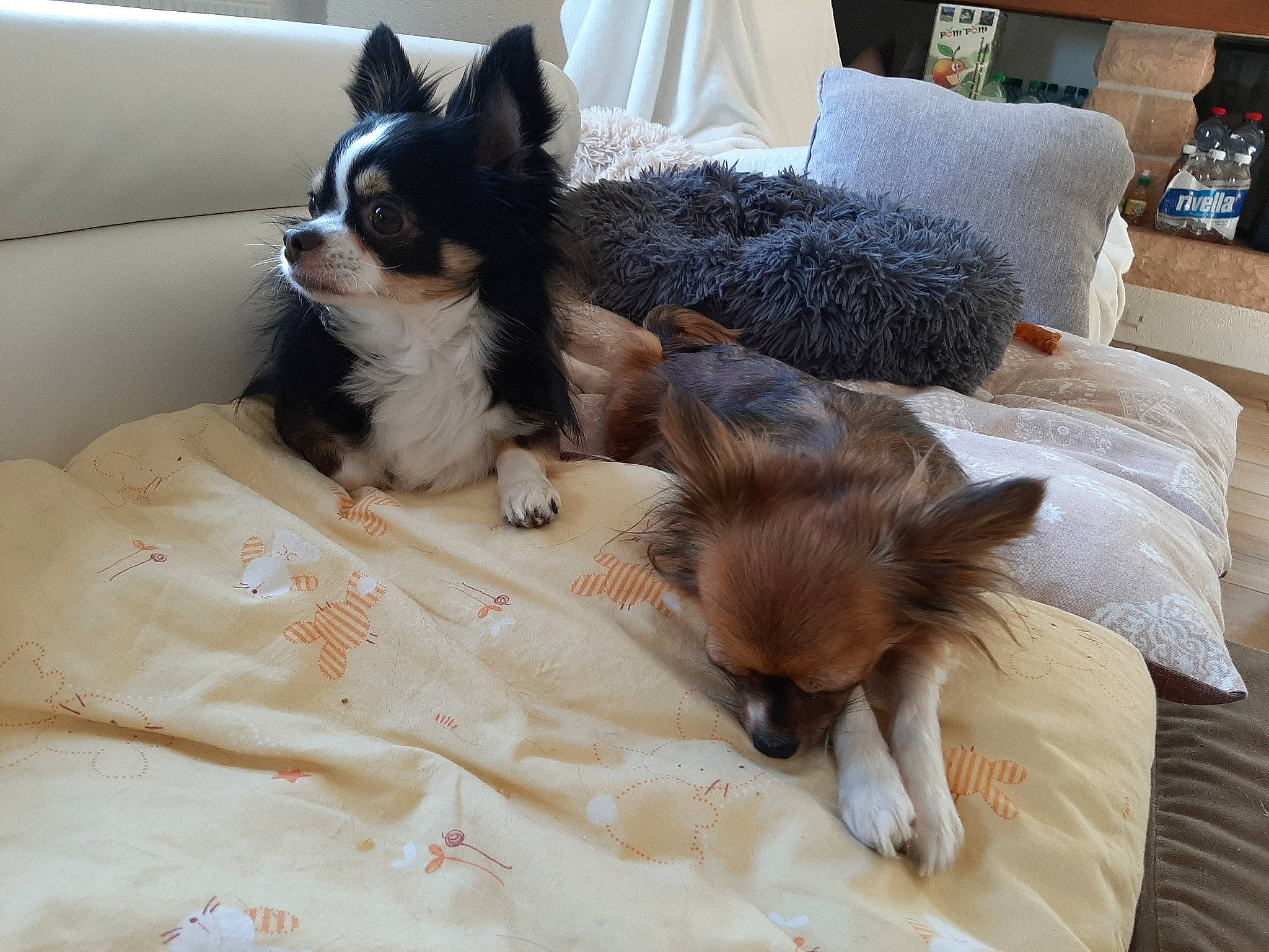 Tweety participe au concours pour gagner de l'argent avec cette photo : bed, canidae, carnivore, chihuahua, companion_dog, dog, dog_breed, fawn, mammal, papillon, puppy, puppy_love, toy_dog, vertebrate