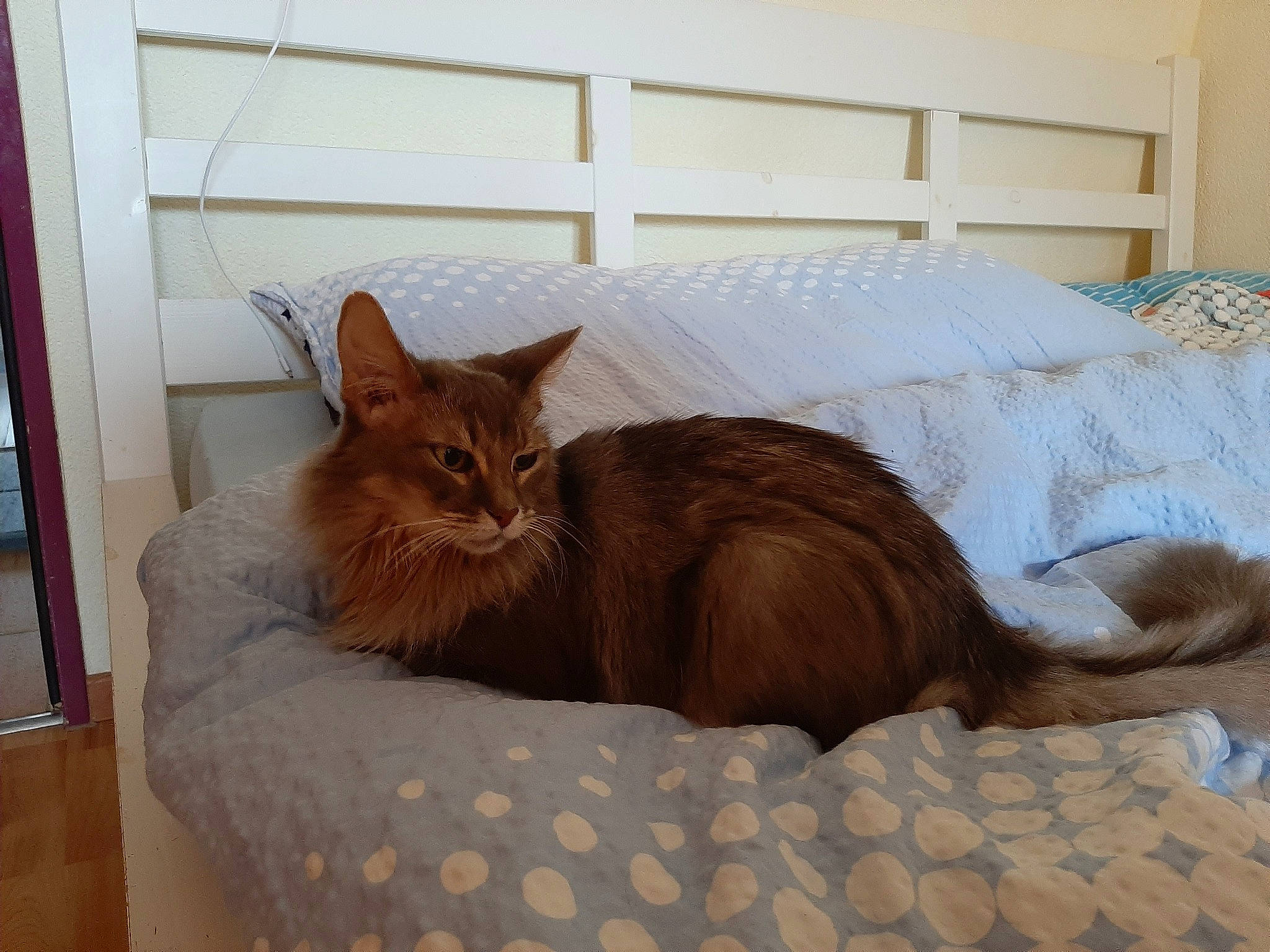 Lily participe au concours pour gagner de l'argent avec cette photo : abyssinian, bed, carnivore, cat, fawn, felidae, furniture, mammal, room, small_to_medium_sized_cats, somali, tail, whiskers, wood