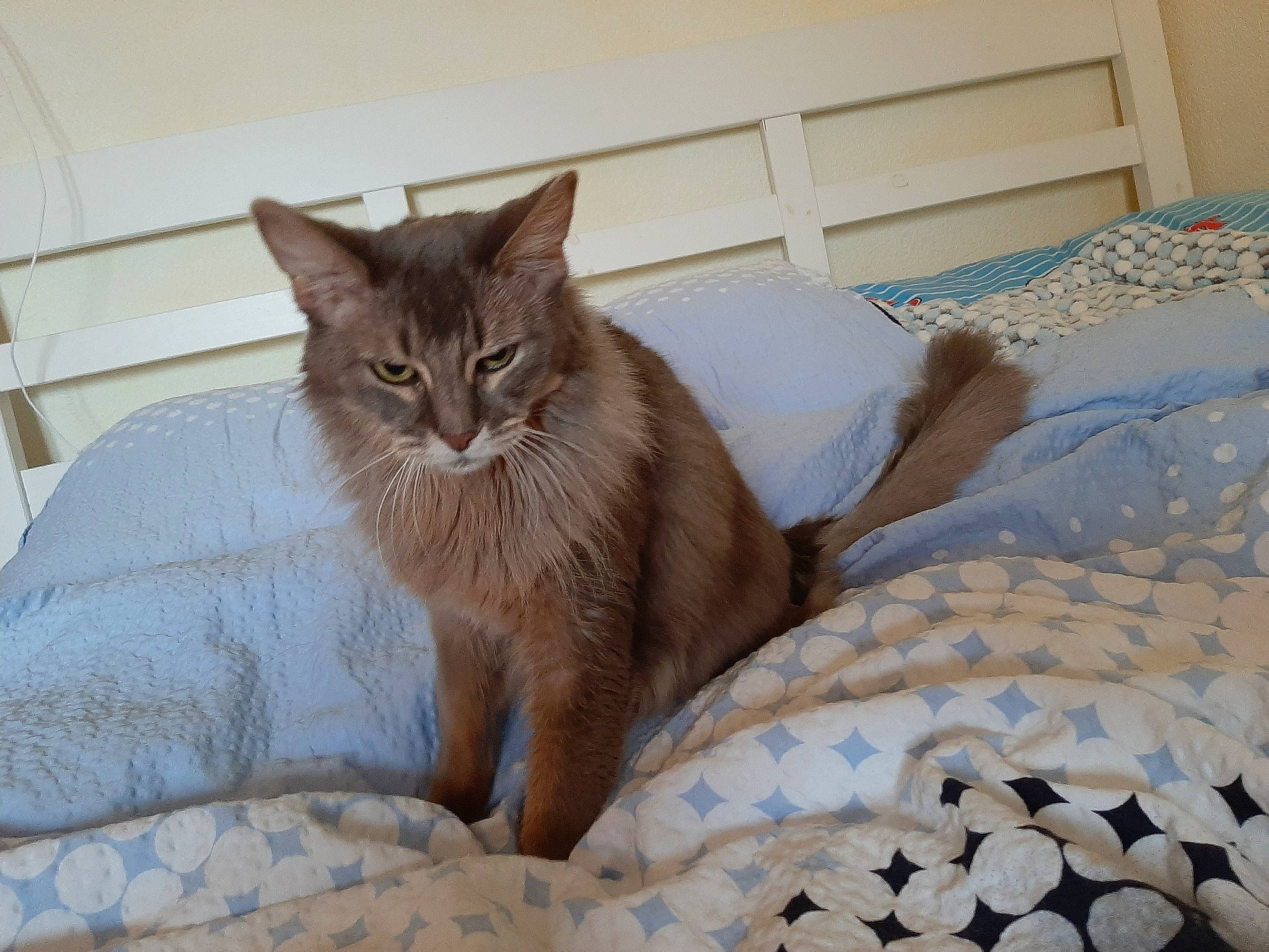 Lily a rejoint le concours — aidez-le/la à gagner de superbes lots ! asian, bed, bed_sheet, carnivore, cat, domestic_short_haired_cat, european_shorthair, fawn, felidae, fur, furniture, kitten, maine_coon, mammal, small_to_medium_sized_cats, somali, whiskers