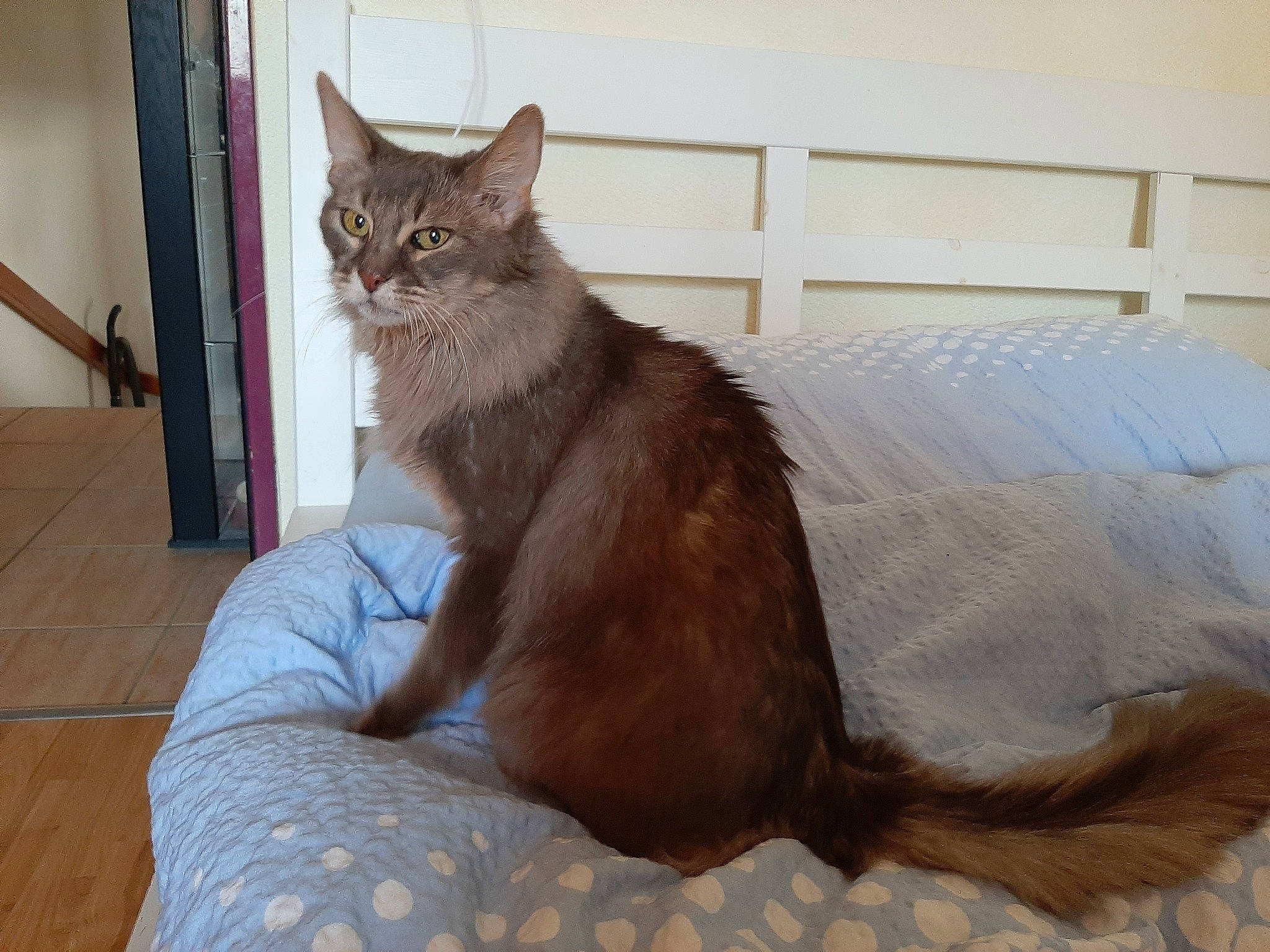 Lily a rejoint le concours — aidez-le/la à gagner de superbes lots ! asian, asian_semi_longhair, australian_mist, carnivore, cat, domestic_long_haired_cat, european_shorthair, fawn, felidae, fur, maine_coon, mammal, nebelung, oriental_longhair, small_to_medium_sized_cats, somali, tail, vertebrate, whiskers