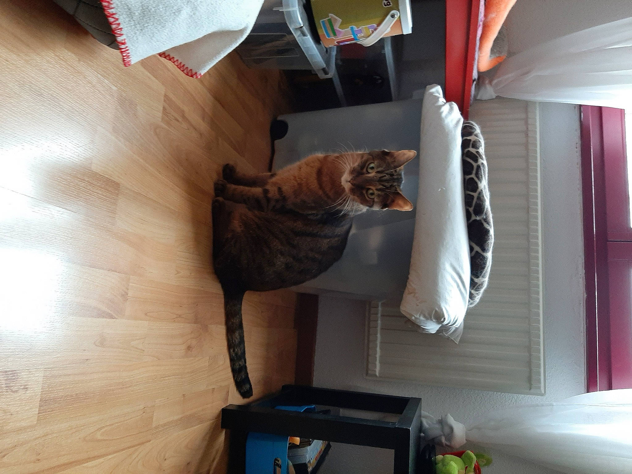 Bébé a rejoint le concours — aidez-le/la à gagner de superbes lots ! cat, hardwood, room