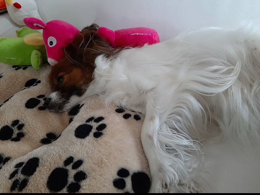 Doulia a rejoint le concours — aidez-le/la à gagner de superbes lots ! canidae, carnivore, chinese_crested_dog, companion_dog, dog, dog_breed, ear, fawn, fur, mammal, papillon, phalene, puppy, spaniel, sporting_group, tail, terrier, toy_dog, yorkshire_terrier