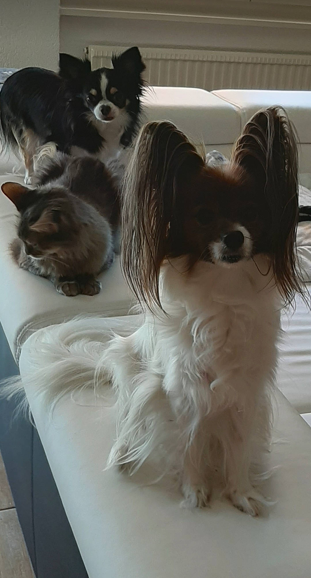 Doulia a rejoint le concours — aidez-le/la à gagner de superbes lots ! black_and_white, canidae, carnivore, companion_dog, dog, dog_breed, fawn, mammal, papillon, phalene, puppy, snout, spaniel, sporting_group, toy_dog