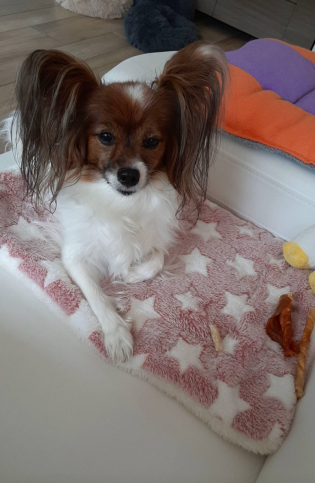 Doulia a rejoint le concours — aidez-le/la à gagner de superbes lots ! canidae, carnivore, companion_dog, dog, dog_breed, fawn, kooikerhondje, mammal, papillon, phalene, puppy, spaniel, sporting_group, toy_dog