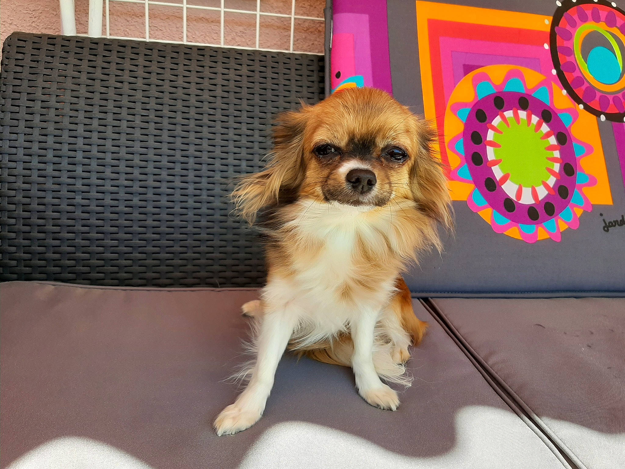 Nina a rejoint le concours — aidez-le/la à gagner de superbes lots ! canidae, carnivore, cavachon, cavalier_king_charles_spaniel, cavapoo, companion_dog, dog, dog_breed, fawn, king_charles_spaniel, mammal, phalene, puppy, rare_breed_dog, small_greek_domestic_dog, snout, sporting_group, tibetan_spaniel, toy_dog, vertebrate