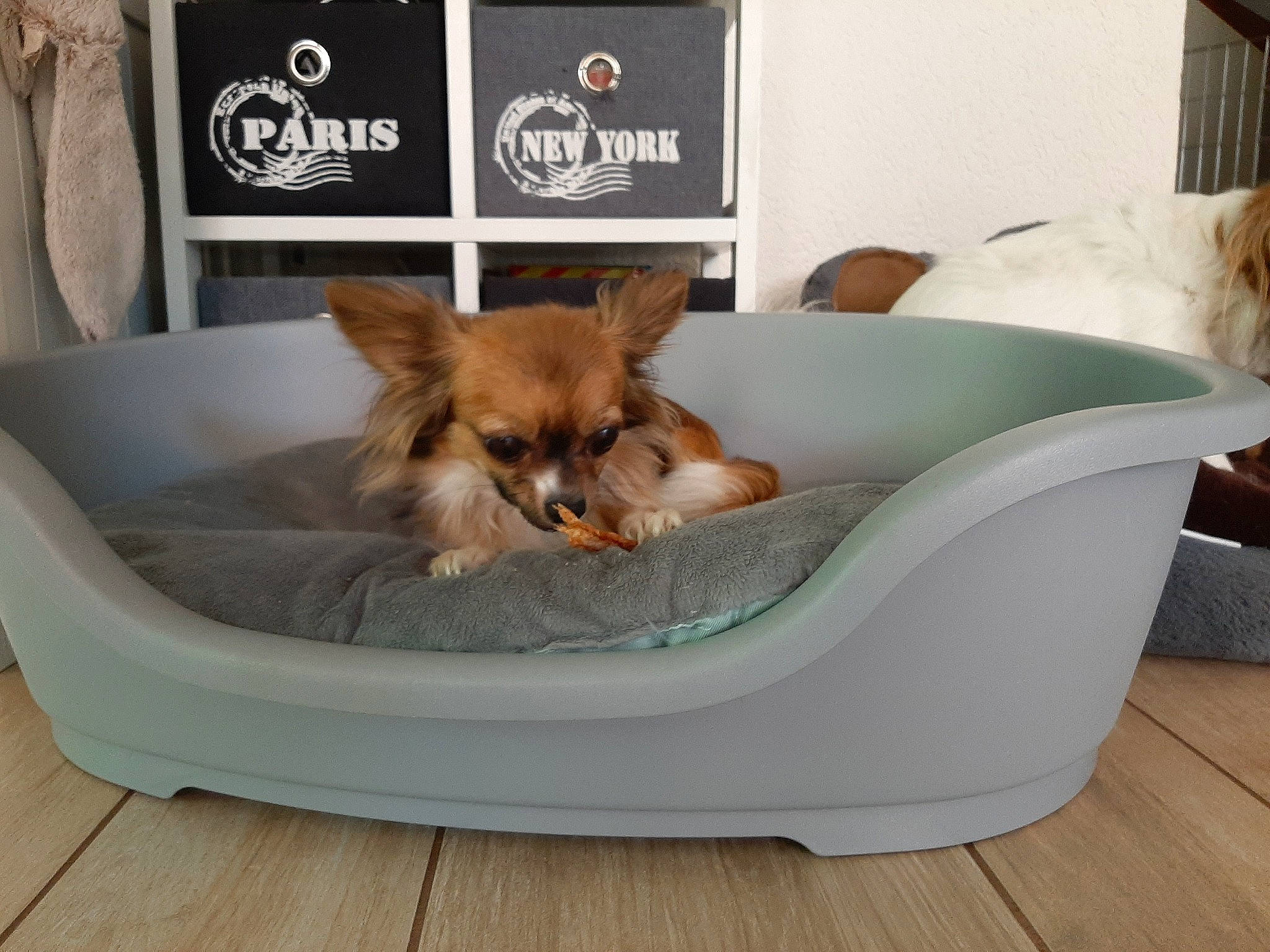 Nina a rejoint le concours — aidez-le/la à gagner de superbes lots ! canidae, carnivore, chihuahua, comfort, companion_dog, dog, dog_bed, dog_breed, dog_supply, norwich_terrier, papillon, pembroke_welsh_corgi, pet_supply, puppy, toy_dog, yorkshire_terrier