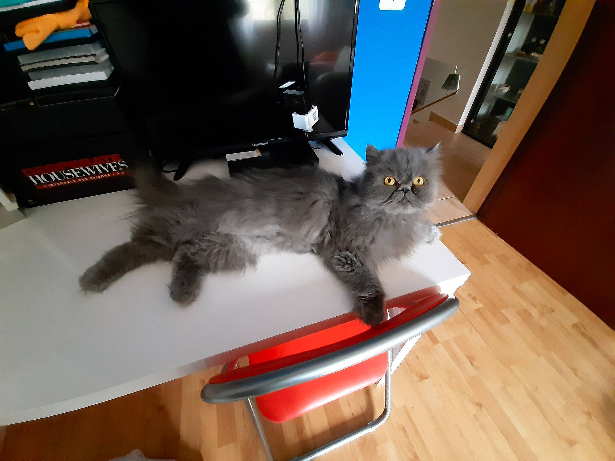 Souana a rejoint le concours — aidez-le/la à gagner de superbes lots ! carnivore, cat, domestic_long_haired_cat, domestic_short_haired_cat, european_shorthair, felidae, nebelung, norwegian_forest_cat, russian_blue, small_to_medium_sized_cats, table, tail, whiskers