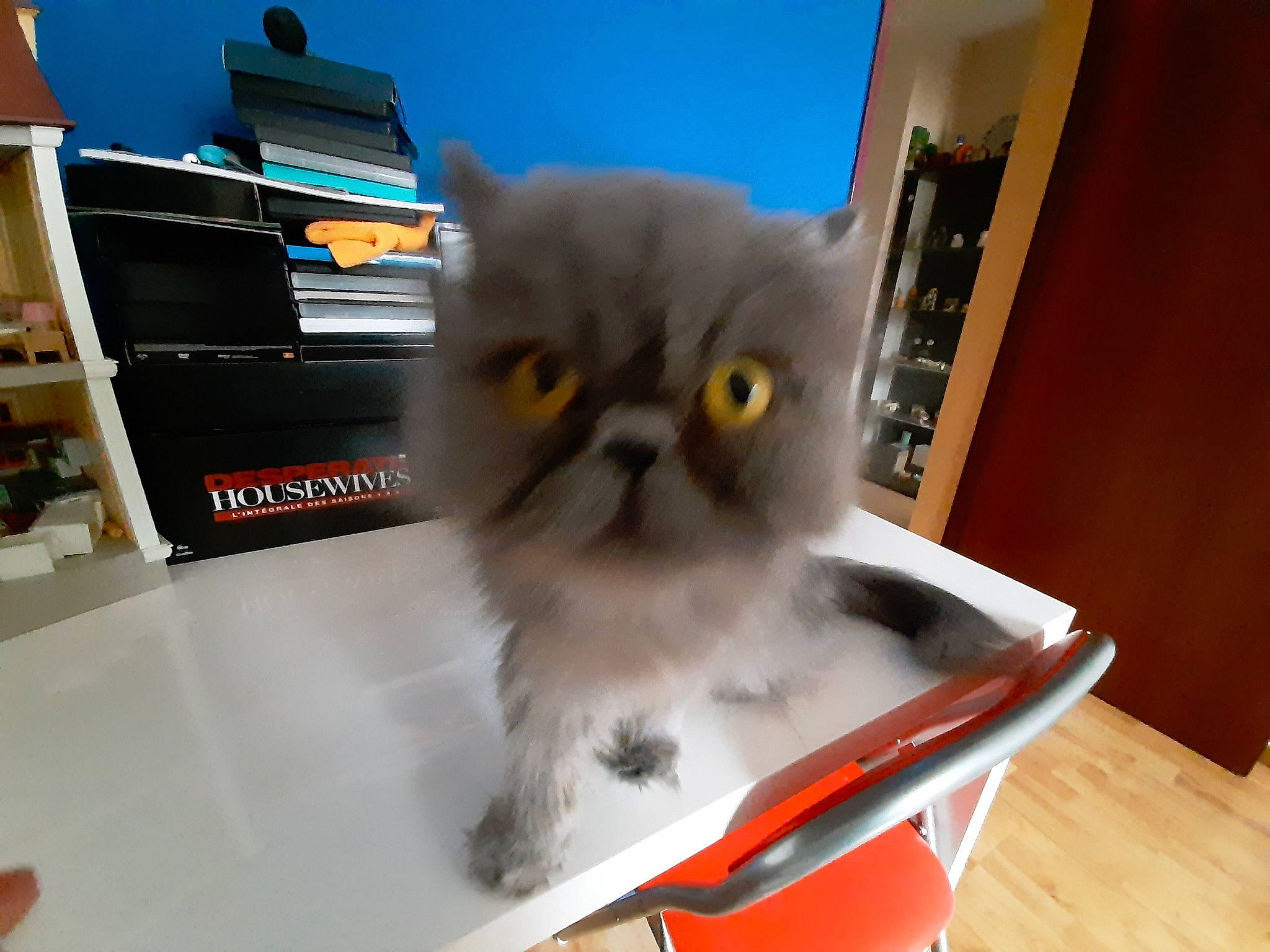 Souana a rejoint le concours — aidez-le/la à gagner de superbes lots ! asian, british_longhair, british_semi_longhair, carnivore, cat, eye, fawn, felidae, himalayan, kitten, mammal, napoleon_cat, persian, small_to_medium_sized_cats, snout, whiskers