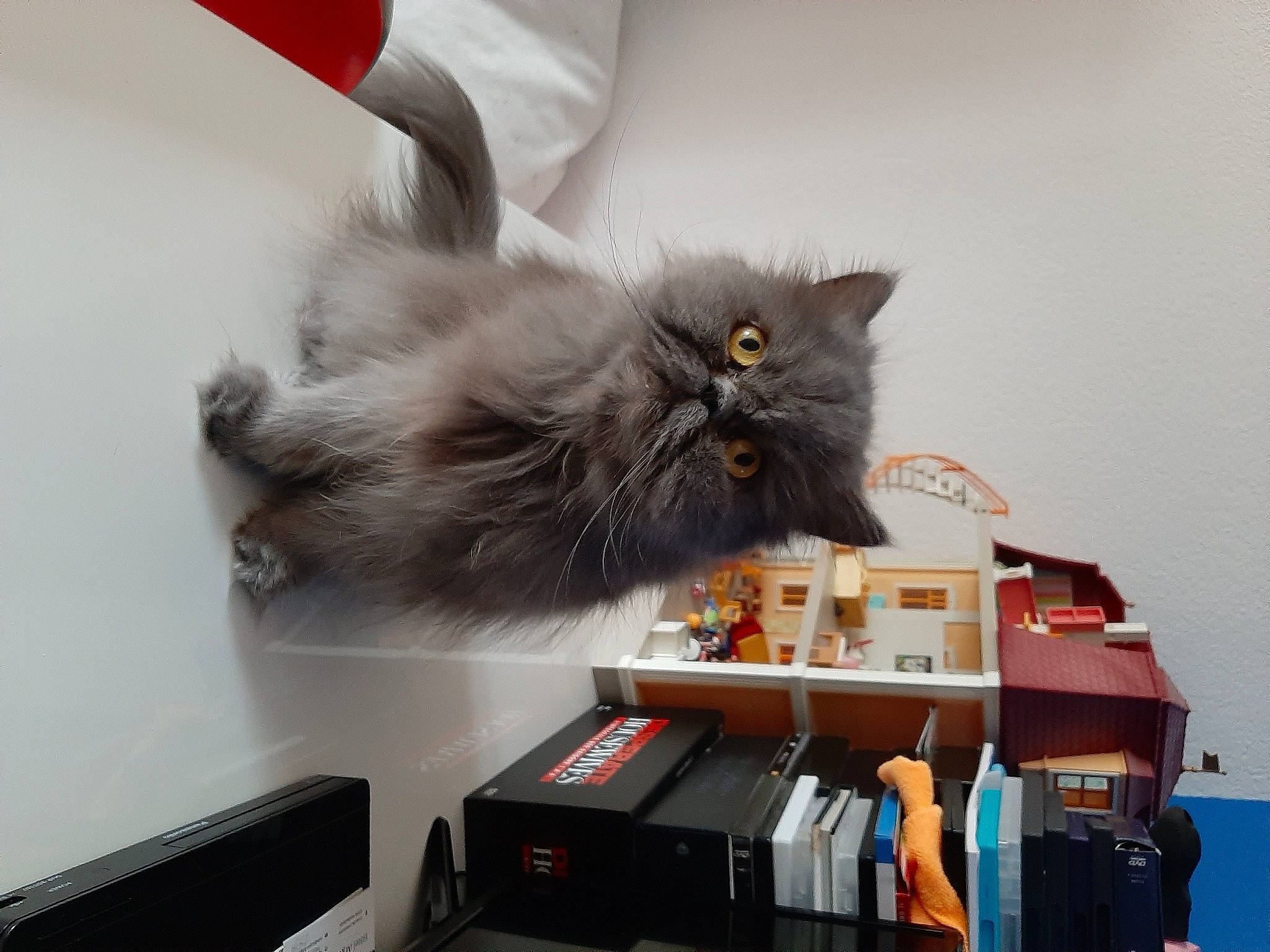 Souana participe au concours pour gagner de l'argent avec cette photo : british_longhair, british_semi_longhair, carnivore, cat, domestic_long_haired_cat, felidae, kitten, maine_coon, norwegian_forest_cat, persian, ragamuffin, siberian, small_to_medium_sized_cats, whiskers