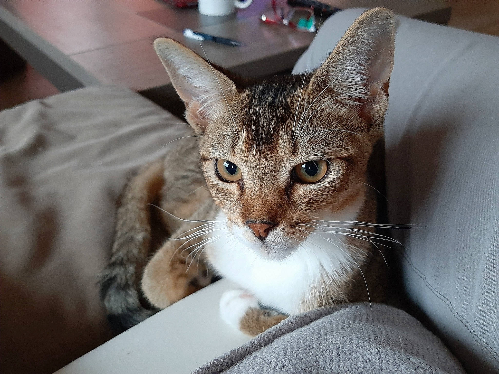 Pilou participe au concours pour gagner de l'argent avec cette photo : aegean_cat, american_shorthair, arabian_mau, asian, australian_mist, burmilla, carnivore, cat, chausie, domestic_short_haired_cat, dragon_li, european_shorthair, eye, felidae, kitten, mammal, singapura, small_to_medium_sized_cats, tabby_cat, whiskers