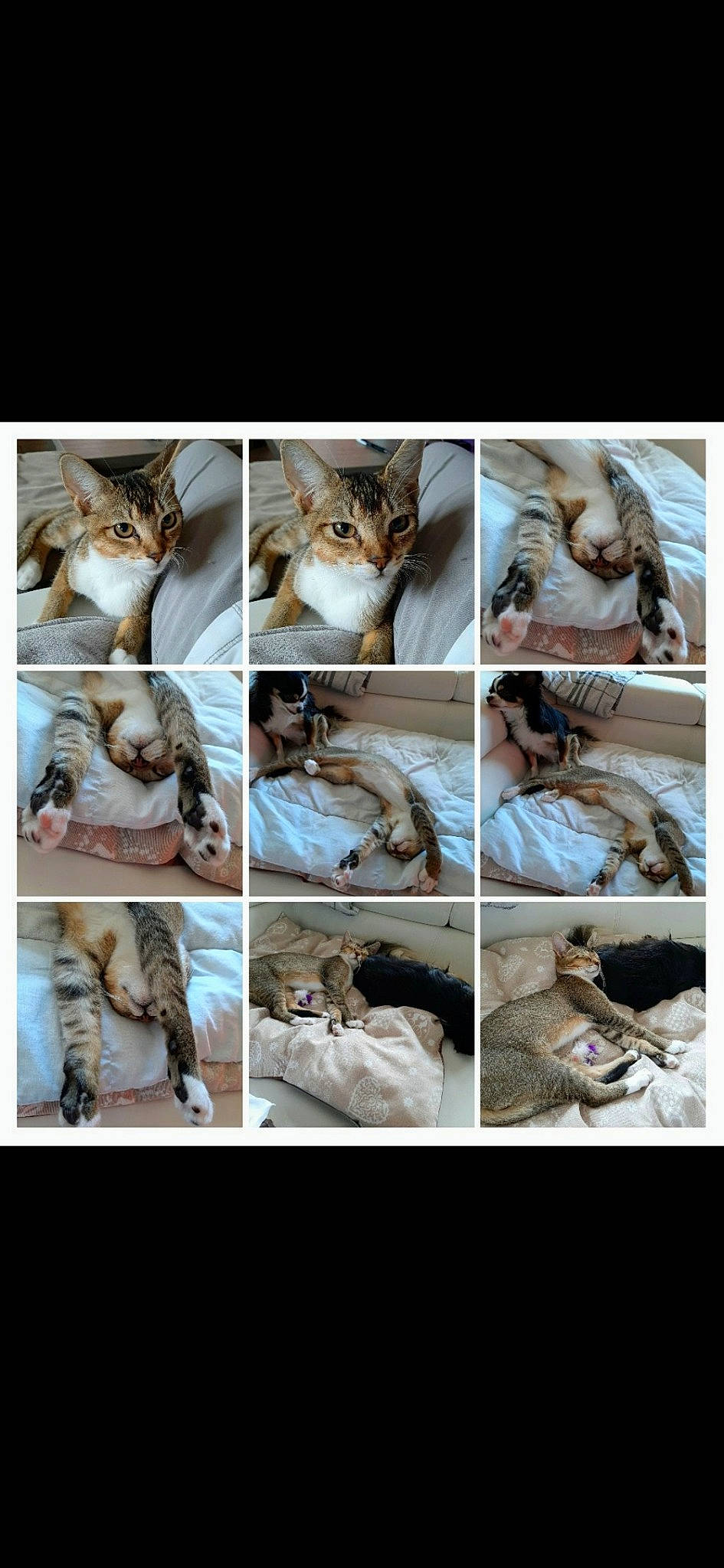 Pilou a rejoint le concours — aidez-le/la à gagner de superbes lots ! carnivore, cat, collage, felidae, organism, photography, small_to_medium_sized_cats, tabby_cat, whiskers