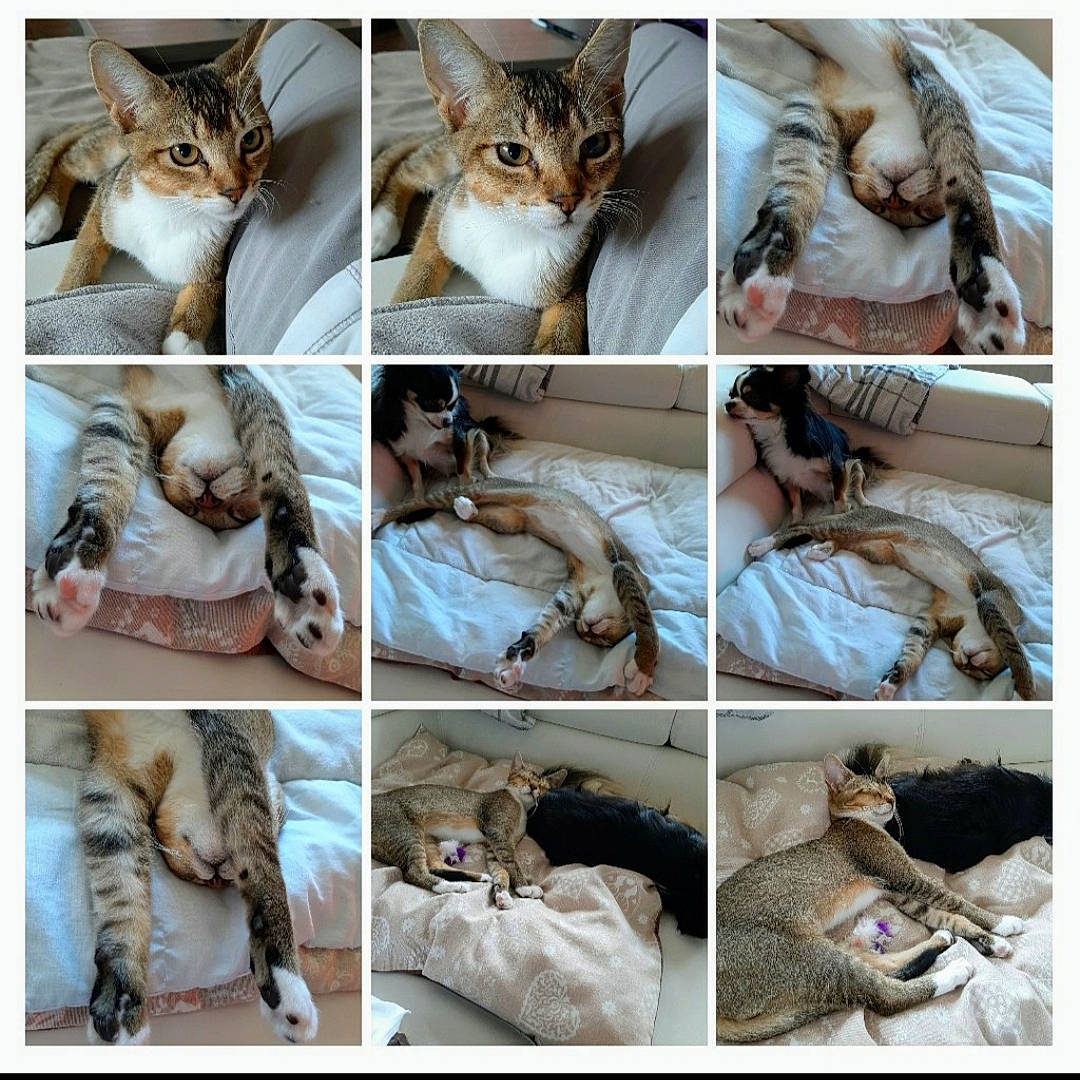 Pilou a rejoint le concours — aidez-le/la à gagner de superbes lots ! aegean_cat, arabian_mau, asian, bengal, carnivore, cat, european_shorthair, felidae, fur, kitten, organism, photography, small_to_medium_sized_cats, tabby_cat, whiskers