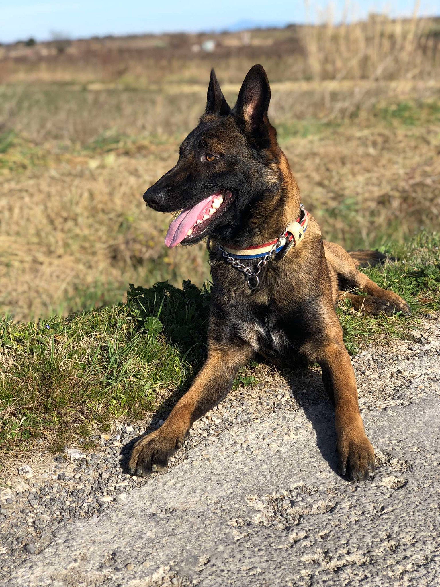 Parker participe au concours pour gagner de l'argent avec cette photo : belgian_shepherd_malinois, canidae, carnivore, collar, dog, dog_breed, east_european_shepherd, german_shepherd_dog, guard_dog, herding_dog, hunting_dog, king_shepherd, old_german_shepherd_dog, sky, snout, sporting_group, terrestrial_animal, wildlife, working_animal, working_dog