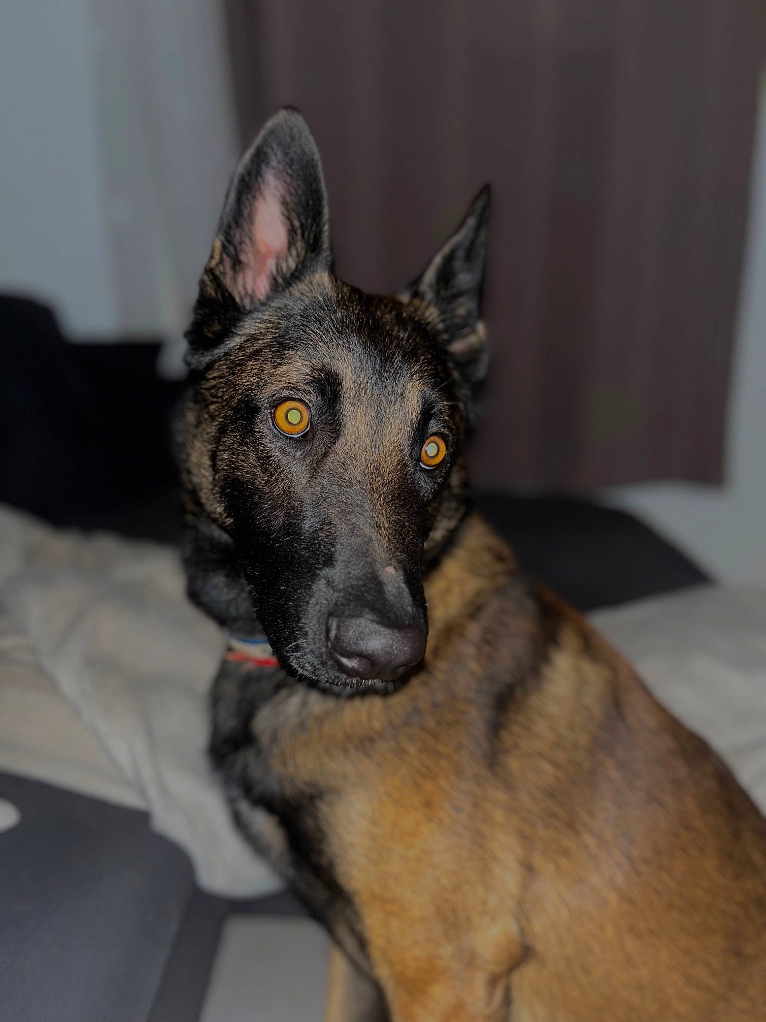 Parker participe au concours pour gagner de l'argent avec cette photo : canidae, carnivore, companion_dog, dog, dog_breed, ear, eye, fawn, fur, german_shepherd_dog, guard_dog, herding_dog, jaw, old_german_shepherd_dog, snout, sporting_group, terrestrial_animal, whiskers, working_animal, working_dog