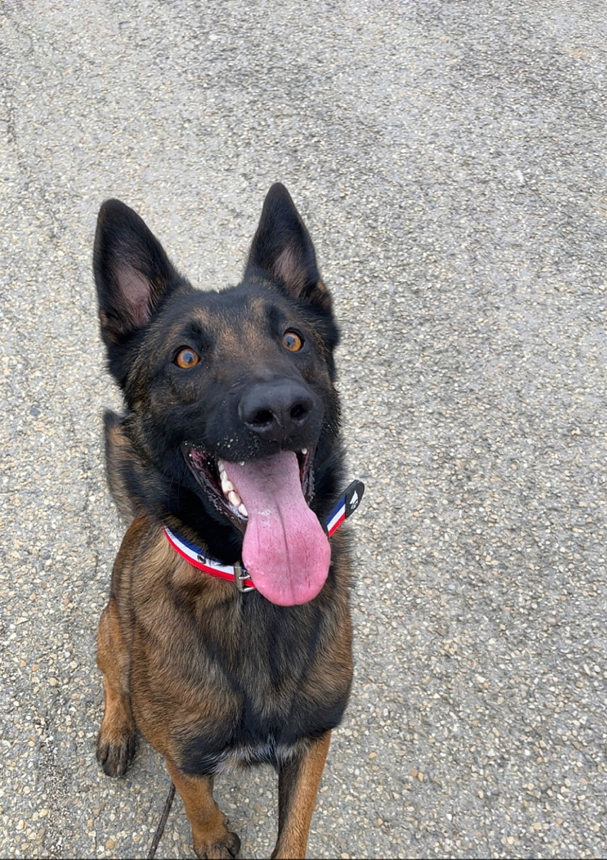 Parker a rejoint le concours — aidez-le/la à gagner de superbes lots ! canidae, carnivore, collar, concrete, dog, dog_breed, dog_collar, east_european_shepherd, foot, german_shepherd_dog, guard_dog, herding_dog, king_shepherd, old_german_shepherd_dog, road_surface, snout, sporting_group, tar, working_animal, working_dog