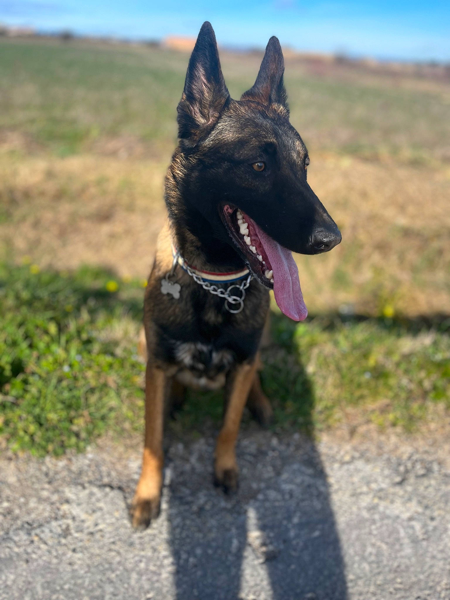 Parker participe au concours pour gagner de l'argent avec cette photo : canidae, carnivore, collar, companion_dog, dog, dog_breed, dog_collar, dog_supply, fawn, german_shepherd_dog, grass, guard_dog, herding_dog, king_shepherd, plant, sky, snout, sporting_group, working_animal, working_dog