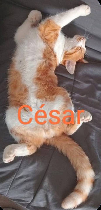 César participe au concours pour gagner de l'argent avec cette photo : canidae, carnivore, cat, claw, companion_dog, dog_breed, fawn, felidae, fur, fur_clothing, gesture, hat, orange, paw, small_to_medium_sized_cats, snout, stuffed_toy, tail, toy, whiskers