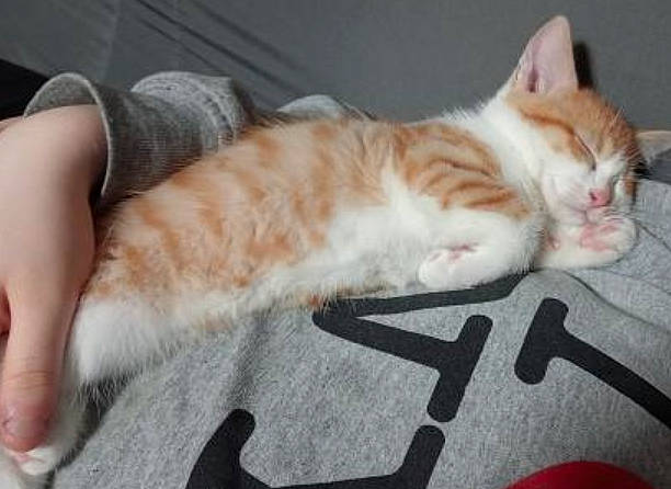 César participe au concours pour gagner de l'argent avec cette photo : art, carnivore, cat, claw, comfort, domestic_short_haired_cat, fawn, felidae, foot, fur, gesture, nap, paw, small_to_medium_sized_cats, snout, tail, whiskers