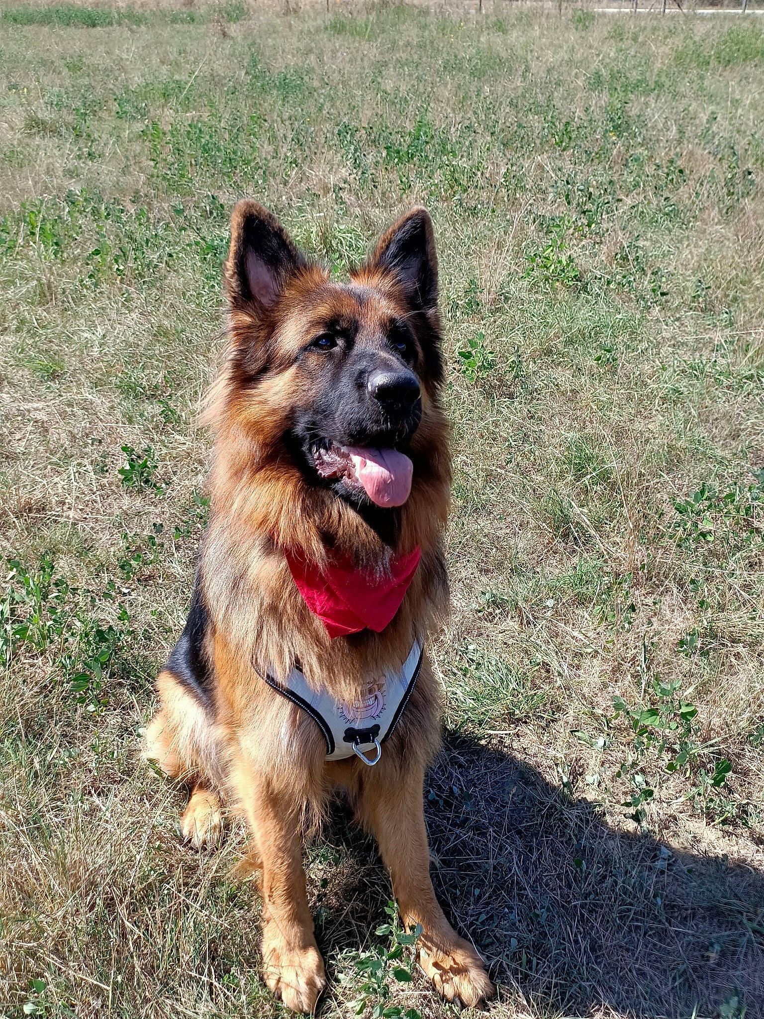 Paton participe au concours pour gagner de l'argent avec cette photo : canidae, carnivore, collar, companion_dog, dog, dog_breed, dog_supply, fawn, german_shepherd_dog, grass, herding_dog, king_shepherd, old_german_shepherd_dog, plant, snout, sporting_group, terrestrial_animal, working_animal, working_dog