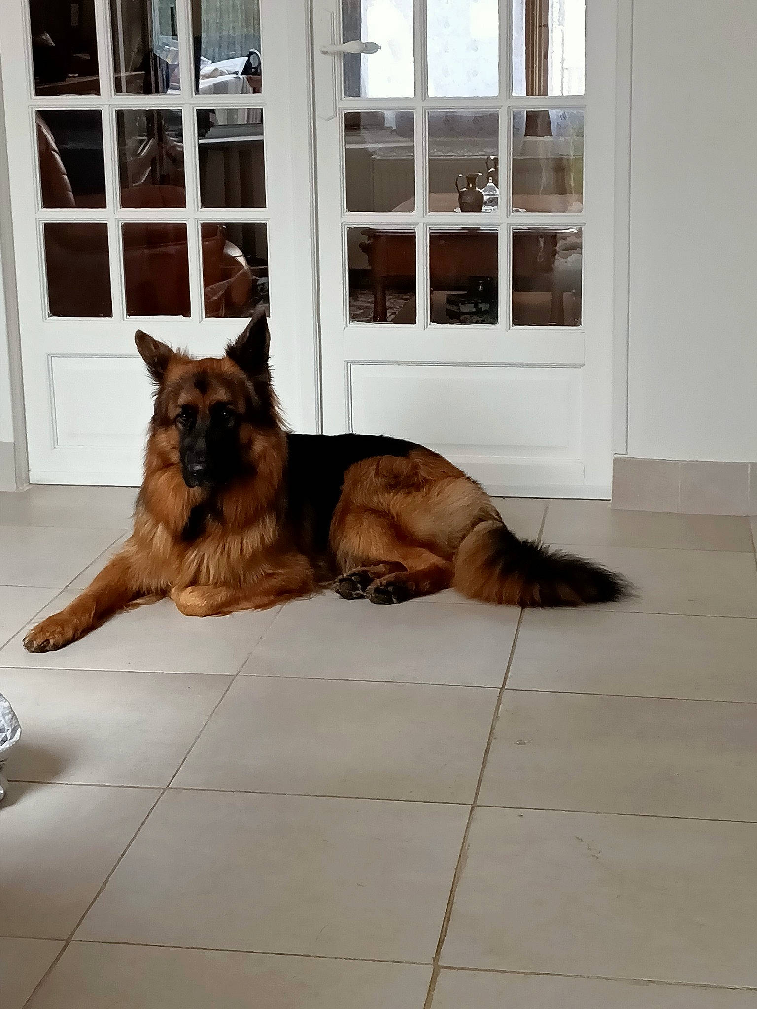 Paton a rejoint le concours — aidez-le/la à gagner de superbes lots ! brown, carnivore, companion_dog, dog, dog_breed, door, fawn, felidae, fixture, floor, flooring, german_shepherd_dog, liver, old_german_shepherd_dog, snout, sporting_group, tail, terrestrial_animal, window, wood