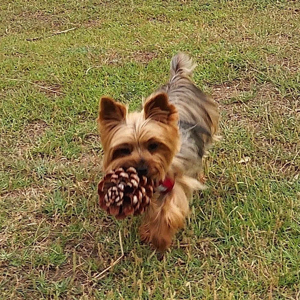 Lyxie participe au concours pour gagner de l'argent avec cette photo : adorable, animal, canine, collar, daylight, dog, ears, field, fur, grass, nature, outdoor, pet, pine_cone, playful, running, small_dog, snout, tail, walking