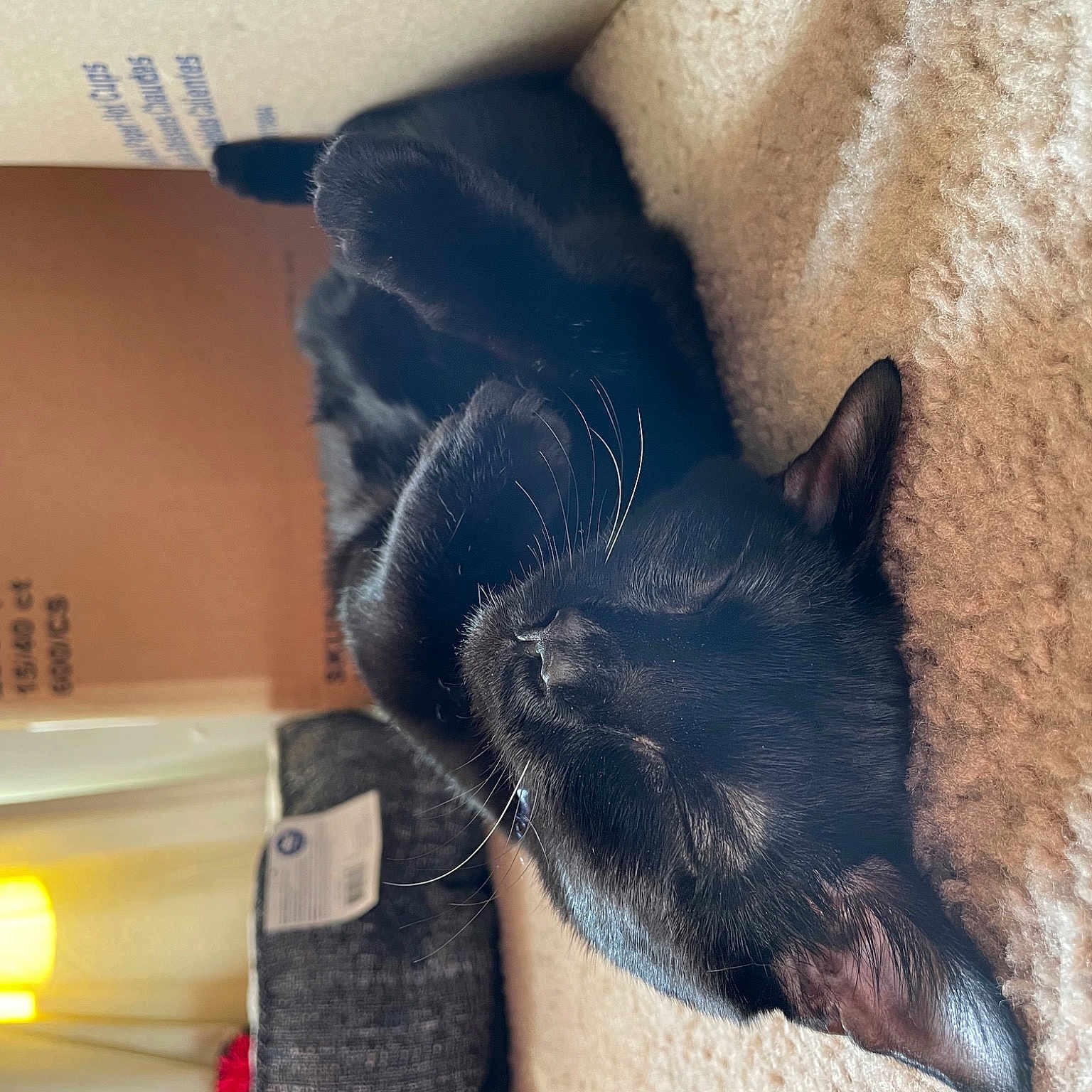 Gatsby is registered to the contest to win money with this photo: canidae, carnivore, claw, comfort, companion_dog, dog, dog_breed, domestic_short_haired_cat, ear, fawn, felidae, fur, paw, small_to_medium_sized_cats, snout, sporting_group, tail, terrestrial_animal, whiskers, working_animal