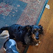 Pixie is registered to the contest to win money with this photo: animal, companion, curious_eyes, dog, domestic_animal, floor, fur, home, indoor, looking_up, merle_coat, pet, playful, plush_toy, portrait, resting, rug, toy, two_dogs, wooden_floor