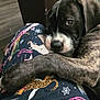 Nahla is registered to the contest to win money with this photo: animal, brindle, closeup, comfort, companion, cozy, cute, dog, floor, fur, indoors, lap, looking, pajamas, person, pet, puppy, resting, snuggling, young
