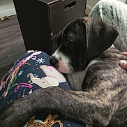 Nahla joined the competition — help win amazing prizes! animal, brindle, cozy, cute, dog, floor, furniture, home, indoor, lap, lip_balm, pajamas, person, pet, phone, puppy, resting, snuggling, soft, table
