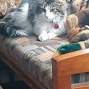 Molly is registered to the contest to win money with this photo: cat, fluffy, gray_and_white, longhaired, pet, animal, sitting, lounging, armchair, furniture, stuffed_animals, plush_toys, toy, indoors, home, cozy, whiskers, eyes, red_collar, portrait