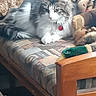 cat, fluffy, gray_and_white, longhaired, pet, animal, sitting, lounging, armchair, furniture, stuffed_animals, plush_toys, toy, indoors, home, cozy, whiskers, eyes, red_collar, portrait