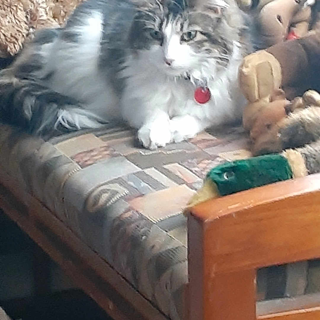 Molly