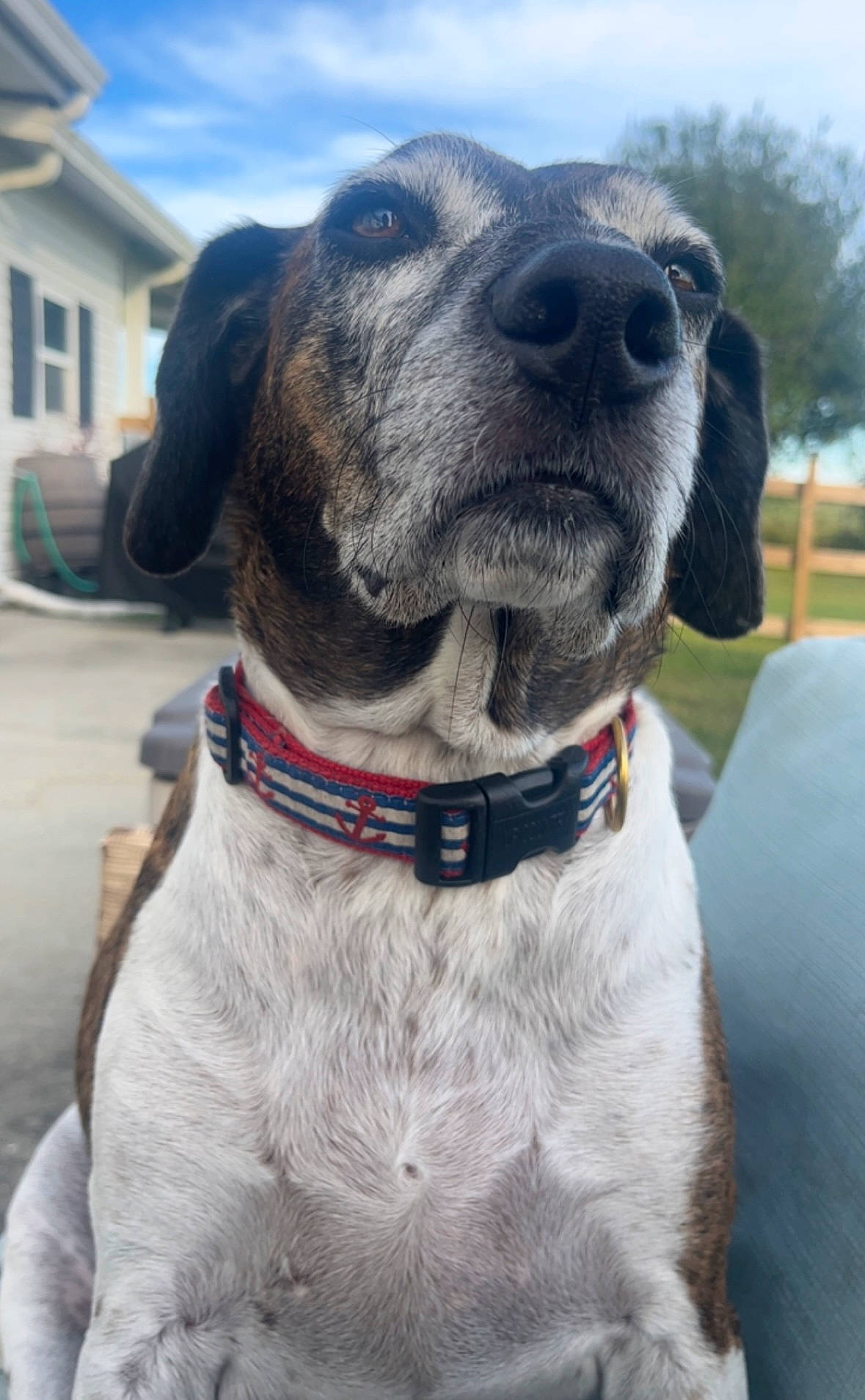 Dallas is registered to the contest to win money with this photo: canidae, carnivore, cloud, collar, companion_dog, dog, dog_breed, dog_collar, dog_supply, fawn, fur, giant_dog_breed, leash, liver, pet_supply, sky, snout, sporting_group, window, working_animal