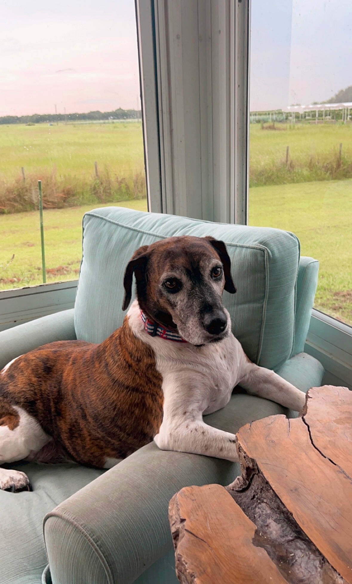 Dallas joined the competition — help win amazing prizes! carnivore, chair, collar, comfort, companion_dog, couch, dog, dog_breed, dog_supply, fawn, landscape, pet_supply, plant, prairie, sitting, sky, sporting_group, window, working_animal, working_terrier