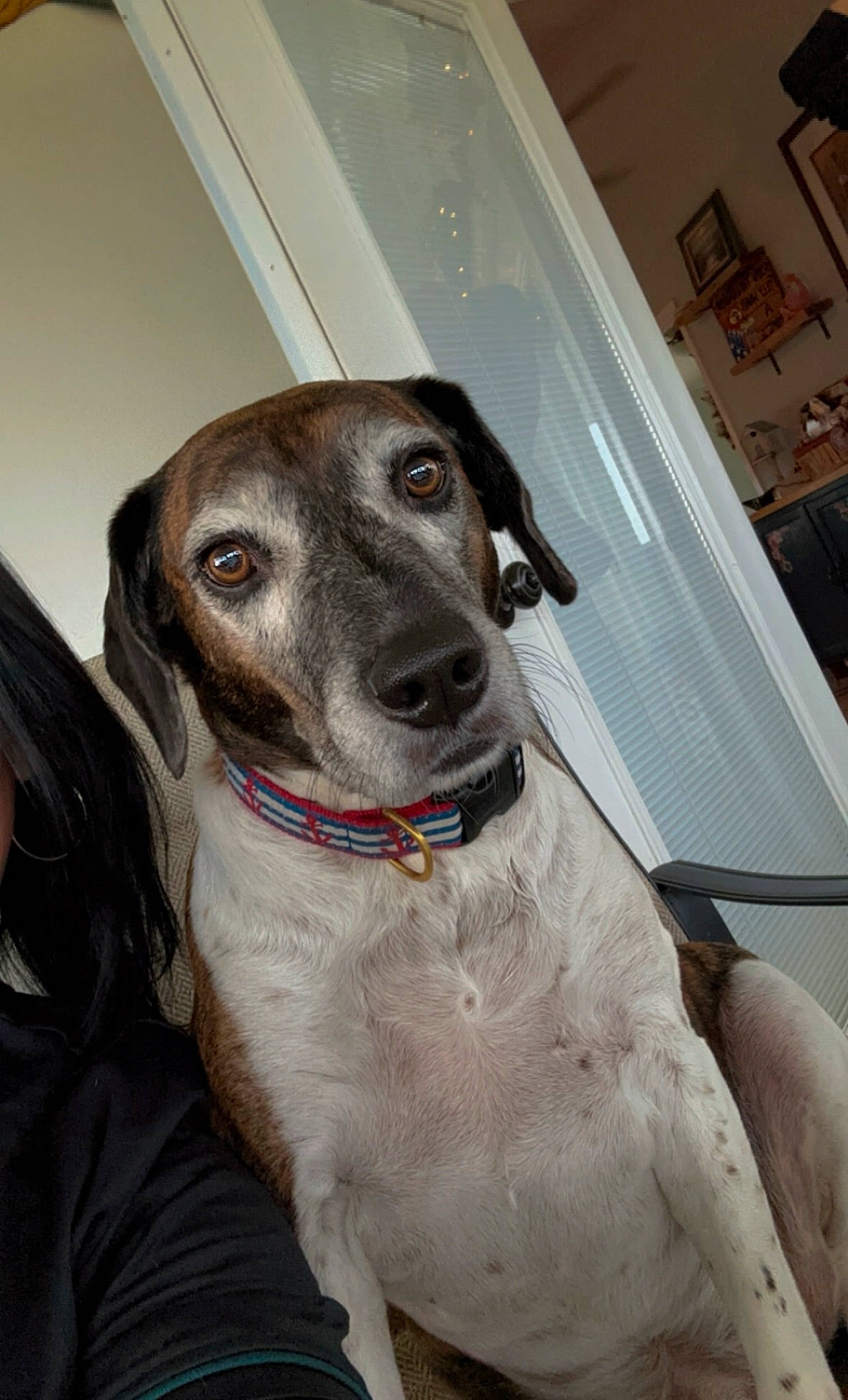 Dallas is registered to the contest to win money with this photo: carnivore, collar, companion_dog, dog, dog_breed, dog_collar, fawn, fur, galgo_espanol, guard_dog, hortaya_borzaya, magyar_agar, non_sporting_group, polish_greyhound, rampur_greyhound, sighthound, sloughi, snout, whiskers, working_animal