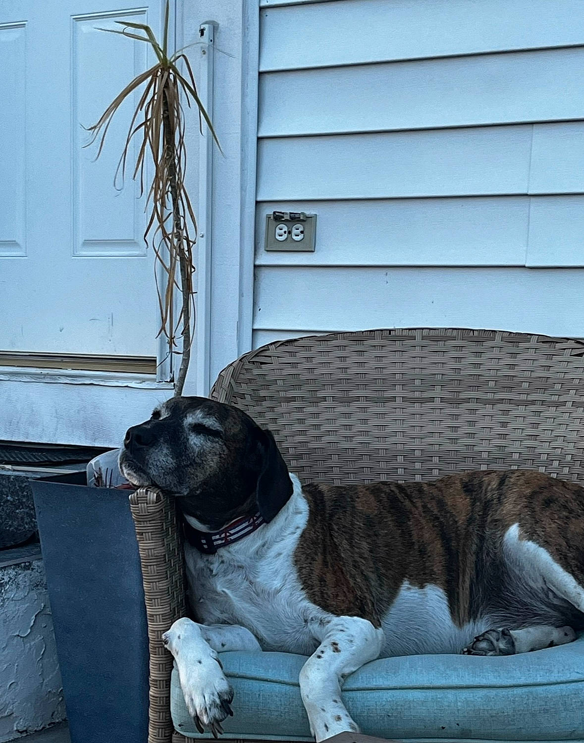 Dallas is registered to the contest to win money with this photo: carnivore, comfort, companion_dog, couch, dog, dog_breed, fawn, felidae, fur, grey, plant, pug, small_to_medium_sized_cats, snout, studio_couch, tail, tints_and_shades, whiskers, window, wood