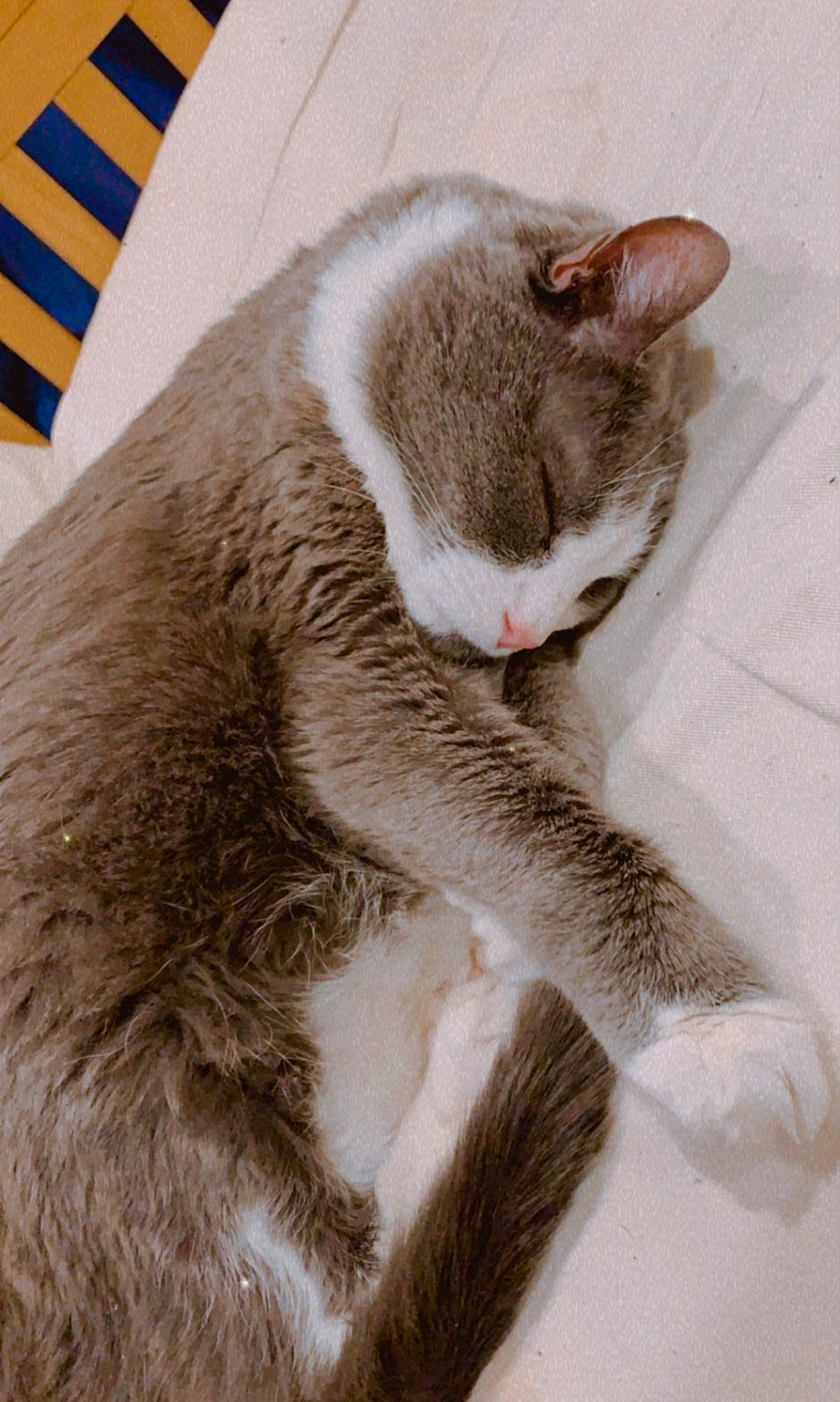 Dusty is registered to the contest to win money with this photo: carnivore, cat, cat_supply, claw, comfort, domestic_short_haired_cat, felidae, foot, fur, grey, paw, small_to_medium_sized_cats, tail, terrestrial_animal, whiskers