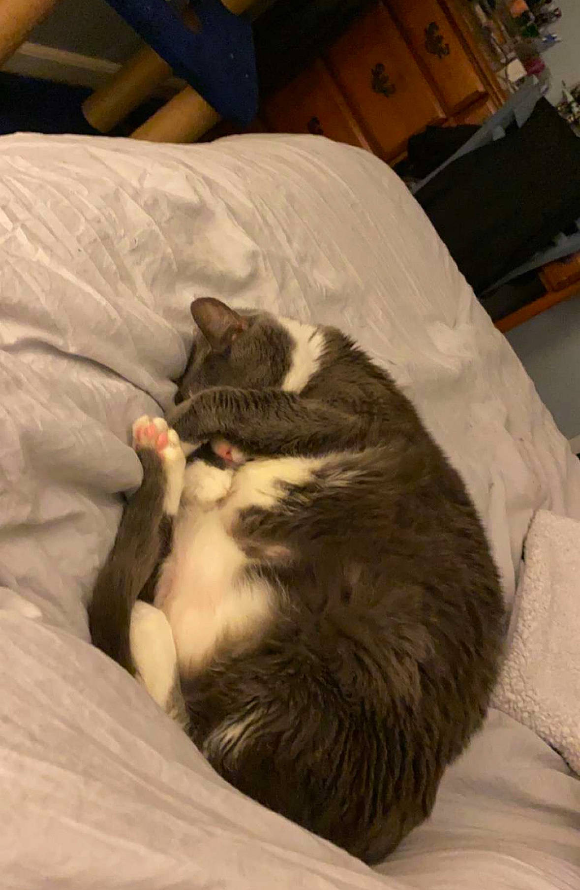 Dusty joined the competition — help win amazing prizes! bed, bedding, cabinetry, carnivore, cat, comfort, domestic_short_haired_cat, felidae, fur, grey, linens, mammal, room, small_to_medium_sized_cats, snout, tail, television, vertebrate, whiskers, wood