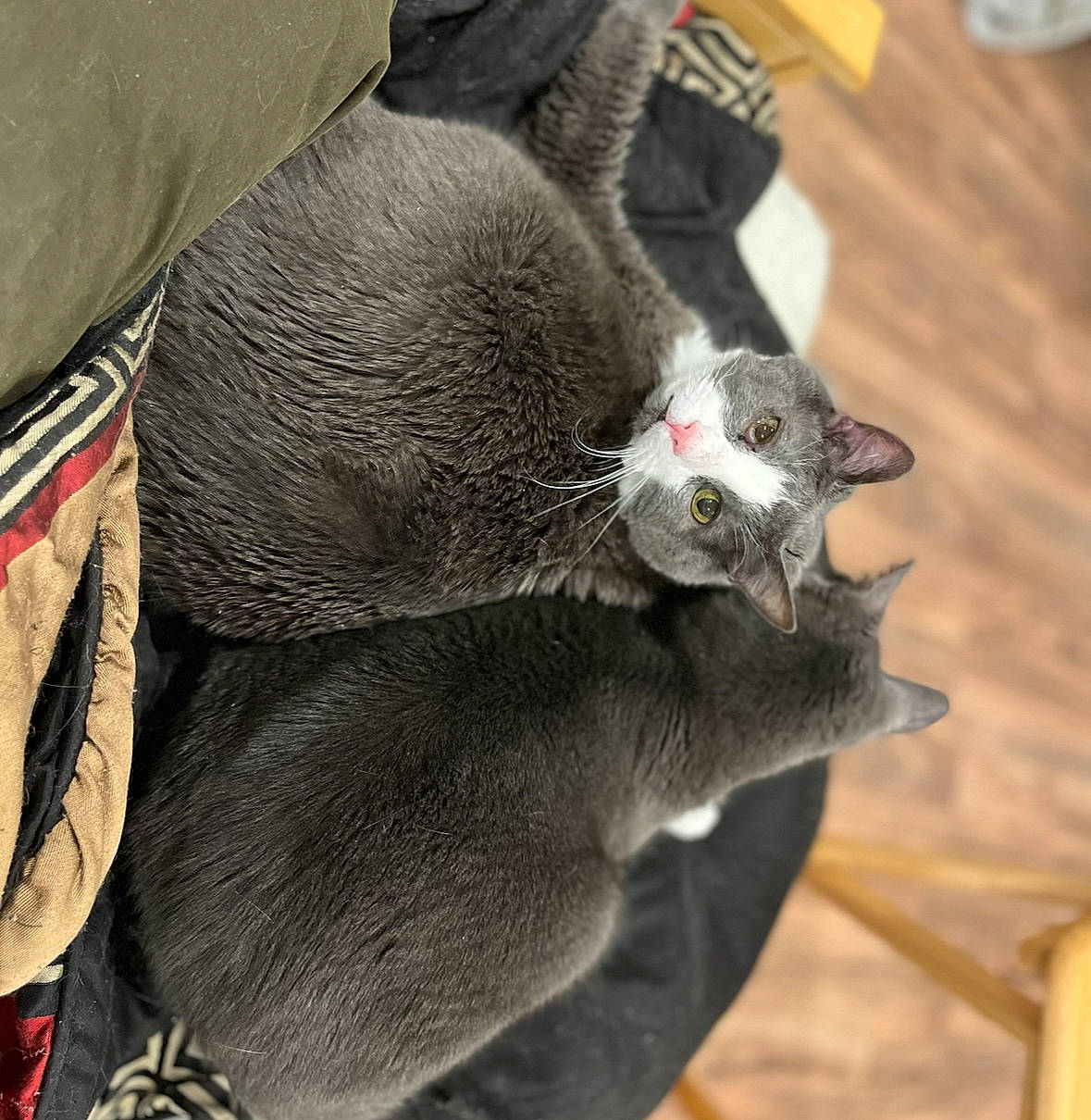 Dusty is registered to the contest to win money with this photo: carmine, carnivore, cat, claw, comfort, domestic_short_haired_cat, felidae, fur, grey, paw, plant, small_to_medium_sized_cats, tail, terrestrial_animal, whiskers