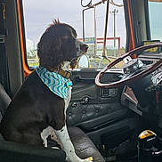 Ole joined the competition — help win amazing prizes! dog, bandana, vehicle_interior, truck, steering_wheel, gear_shift, side_mirror, seat, window, pet, brown_and_white, sitting, collar, indoor, animal, canine, attention, dashboard, paw, transportation
