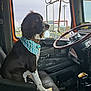 dog, bandana, vehicle_interior, truck, steering_wheel, gear_shift, side_mirror, seat, window, pet, brown_and_white, sitting, collar, indoor, animal, canine, attention, dashboard, paw, transportation