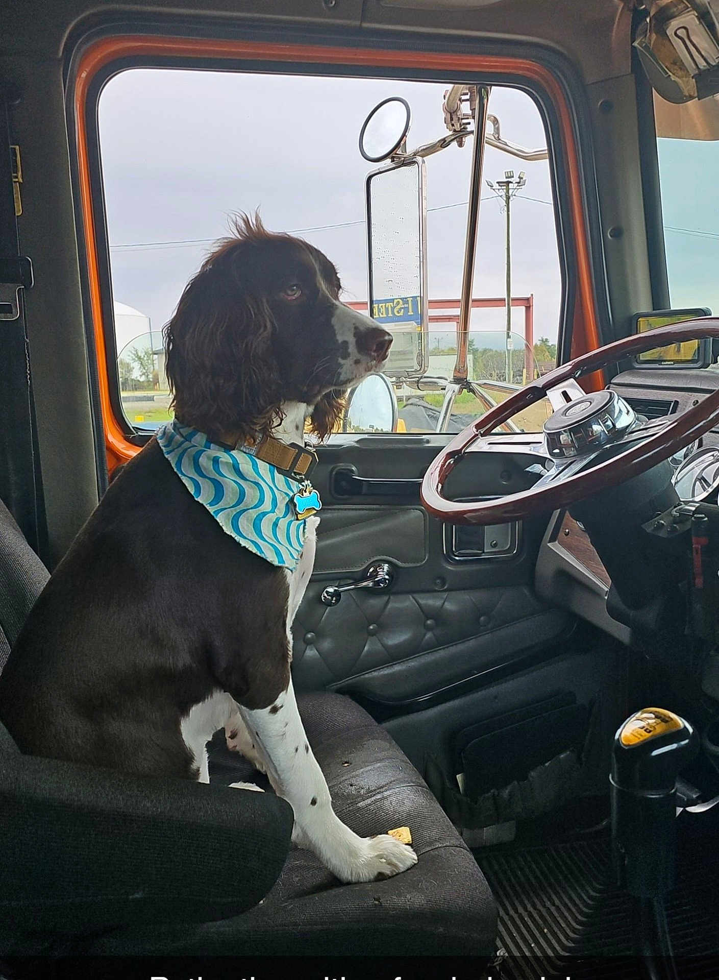 Ole joined the competition — help win amazing prizes! dog, bandana, vehicle_interior, truck, steering_wheel, gear_shift, side_mirror, seat, window, pet, brown_and_white, sitting, collar, indoor, animal, canine, attention, dashboard, paw, transportation