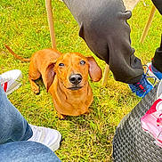 Ruben participe au concours pour gagner de l'argent avec cette photo : dog, dachshund, grass, outdoor, pet, brown_dog, casual_clothing, sneakers, chair, table, sunlight, waiting, cute, animal, legs, footwear, daylight, looking_up, companionship, relaxed