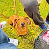 dog, dachshund, grass, outdoor, pet, brown_dog, casual_clothing, sneakers, chair, table, sunlight, waiting, cute, animal, legs, footwear, daylight, looking_up, companionship, relaxed