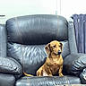 Ruben participe au concours pour gagner de l'argent avec cette photo : dog, dachshund, leather_chair, indoor, pet, brown_dog, small_dog, furniture, armchair, table, wooden_table, radiator, seated, looking_away, cozy, home, animal, companion, domestic, quiet