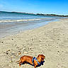 dog, dachshund, beach, sand, sea, ocean, sky, blue_sky, waves, rock, harness, leash, outdoor, sunny, daytime, coastline, water, animal, pet, nature