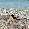 Ruben participe au concours pour gagner de l'argent avec cette photo : dog, dachshund, beach, sea, water, waves, sky, pebbles, sand, sunny, outdoor, animal, pet, canine, harness, leash, shore, nature, daytime, small_dog